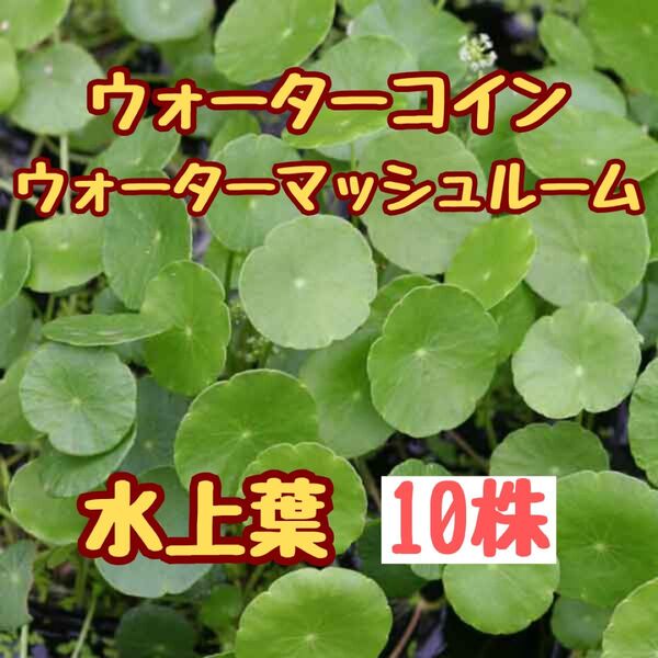 水草 ウォーターコイン ウォーターマッシュルーム10株 水上葉 アクアリウム ボトルアクアリウム ビオトープ 水草レイアウト無農薬