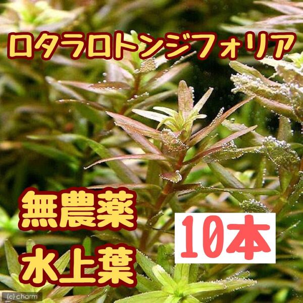 水草 ルドヴィジアオバリス 10本 水上葉 おすすめ赤系水草 水草レイアウト アクアリウム ボトルアクアリウム 無農薬