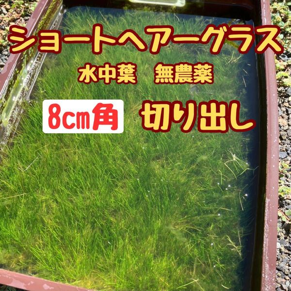 ショートヘアーグラス水中葉 8cm角切出し 無農薬 おすすめ前景草 パケポス