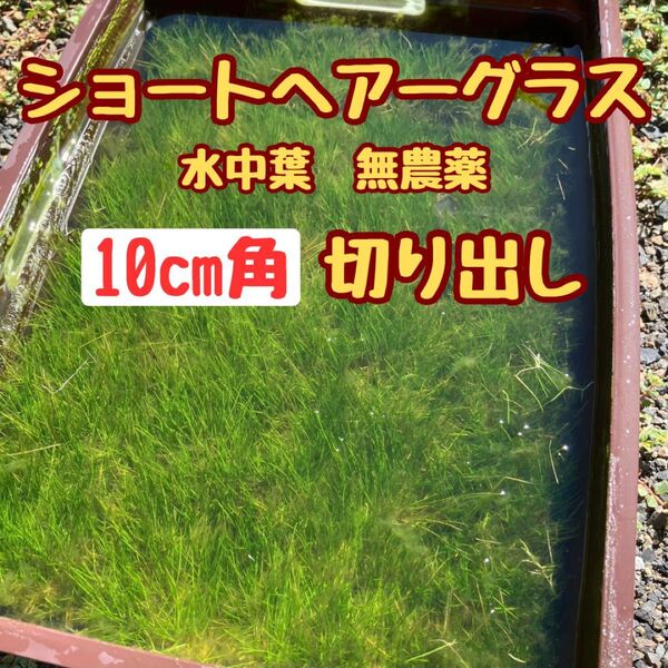 ショートヘアーグラス水中葉 10cm角切出し 無農薬 おすすめ前景草 パケポス