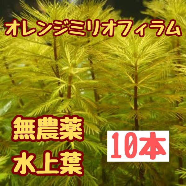 水草 オレンジミリオフィラム水上葉10本 赤系水草 繊細な葉 無農薬 ボトルアクア アクアリウム ビオトープ 水草レイアウト