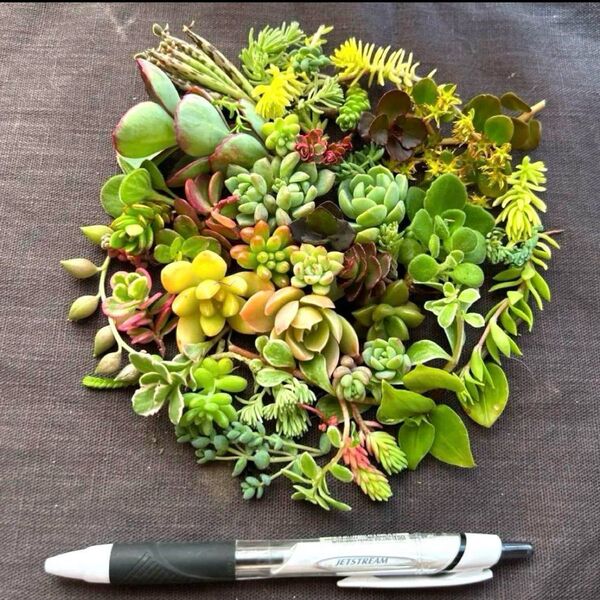 カラフル寄せ植えカット 880円セット カット苗 多肉植物寄せ植え 寄せ植えに 多肉植物