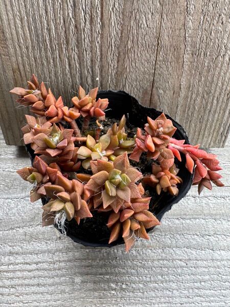 多肉植物 吹雪の松 桜吹雪 オレンジやピンクに紅葉します