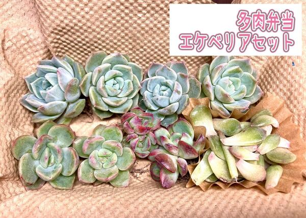【現品】 エケベリア 多肉植物 多肉弁当 寄せ植え カット苗 詰め合わせ ミックス多肉 葉挿し セット