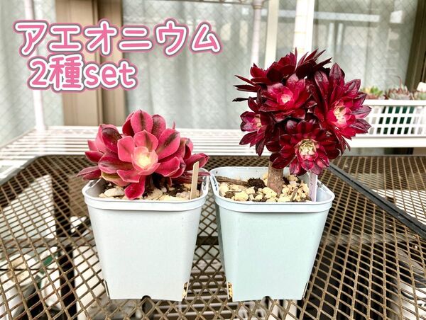 アエオニウム 2種 セット ピンクウィッチ レッドフェイス 抜き苗 多肉植物