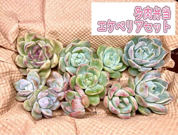 【現品】 エケベリア 多肉植物 多肉弁当 寄せ植え 詰め合わせ ミックス多肉 セット オレンジモンロー アイススピリット