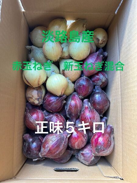 淡路島産赤玉ねぎSS、新玉ねぎ訳あり詰め合わせ5キロ