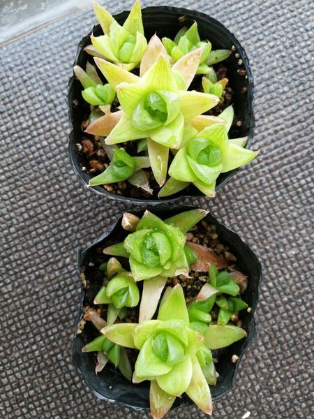 ハオルチア ポット 2鉢分 抜き苗 多肉 多肉植物