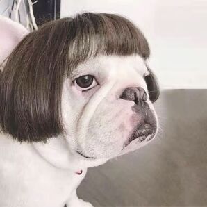 ペット用かつら 犬 猫 おもしろ ウィッグ SNS映え