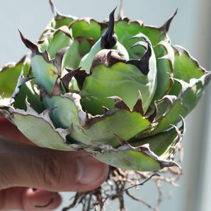 【低重心】アガベ Black & Blue BB チタノタ AGAVE