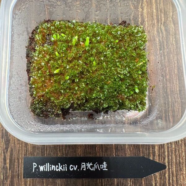【タッパまるごと】P. willinckii cv.月光爪哇 前葉体 胞子体 ①
