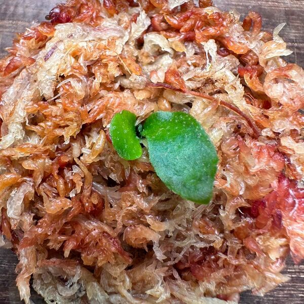 P.willinckii OMG【PLANTSMAN sp】①