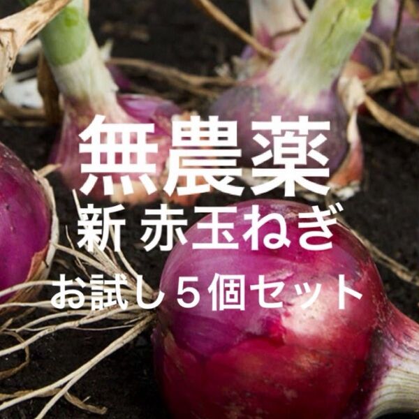 赤玉ねぎ (紅玉ねぎ)お試し約5個セット 新鮮 無農薬 自家栽培