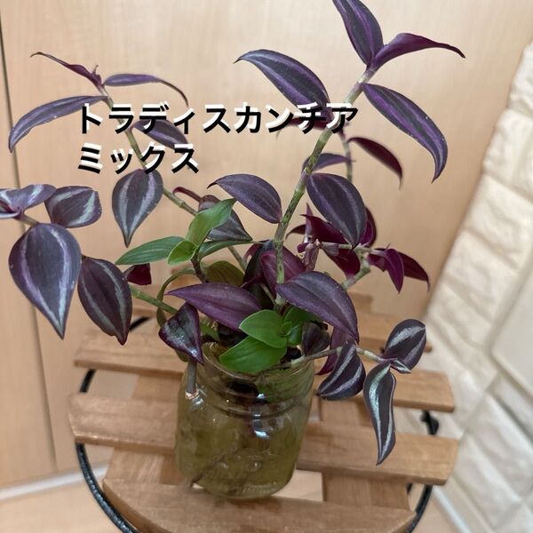トラディスカンチアミックス(水耕栽培)根張り良好◎