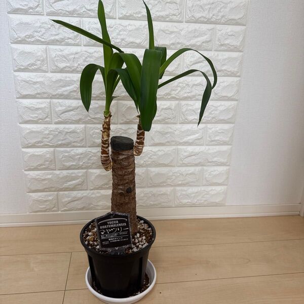 【希少】マヤツリー(古代マヤ文明で育った神秘の植物)大型植物