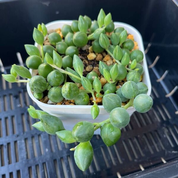 多肉植物 ピーチネックレス 抜き苗 微斑入り