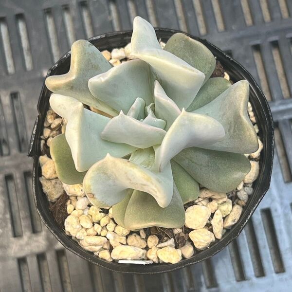 多肉植物 トップシータービー 抜き苗