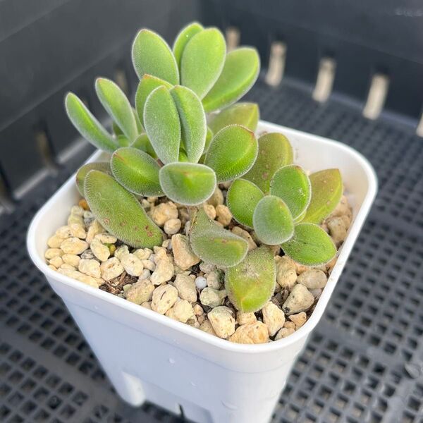 多肉植物 クラッスラ属 ロゲルシー 抜き苗