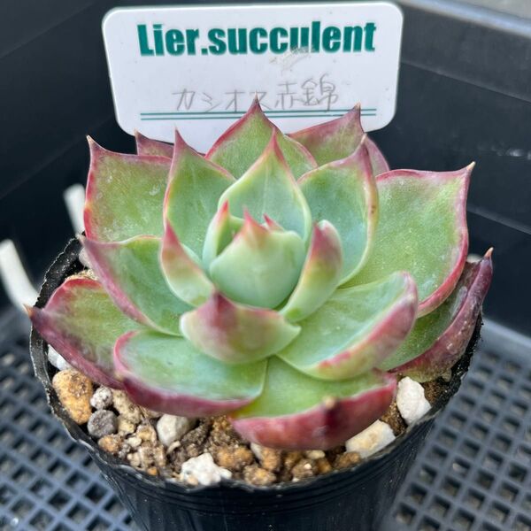 多肉植物 カシオス赤錦 抜き苗 リエールさん苗 札無し