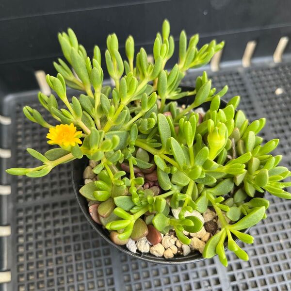 多肉植物 ヌビゲナム 抜き苗