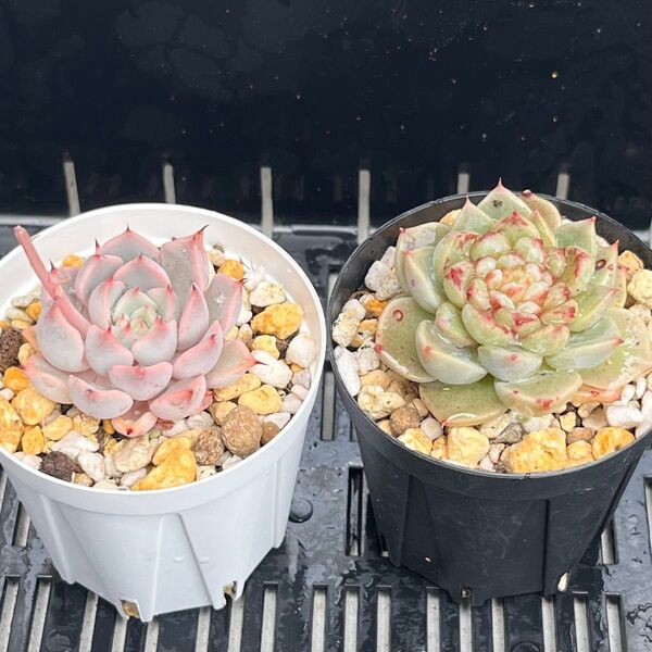 多肉植物 エケベリア ピンクザラゴーサ レッドベルベット 抜き苗セット
