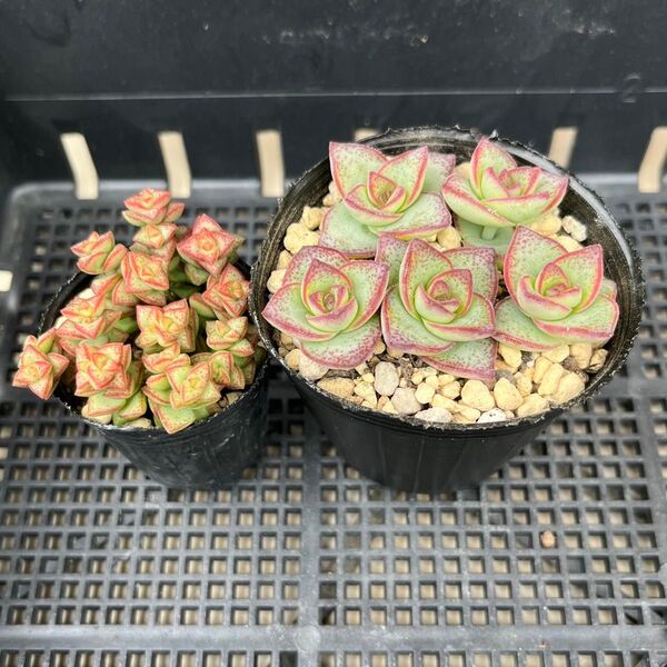 多肉植物 星系多肉 小米星 星の王子 カット苗 クラッスラ