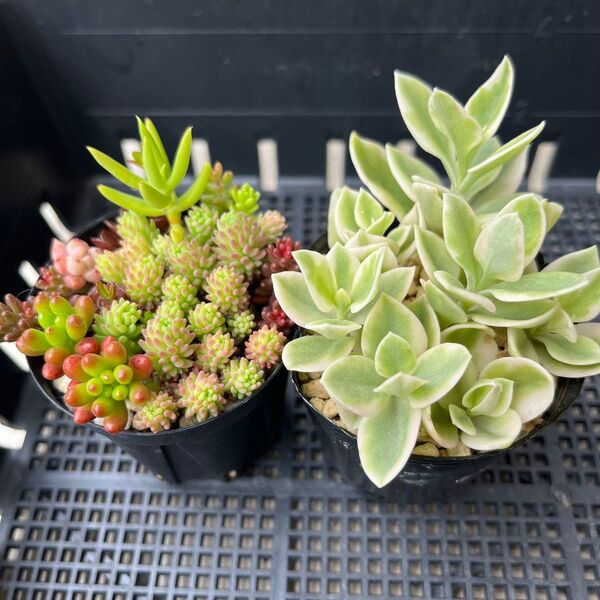 多肉植物 ミックスセダム 斑入りベビーサンローズ 抜き苗