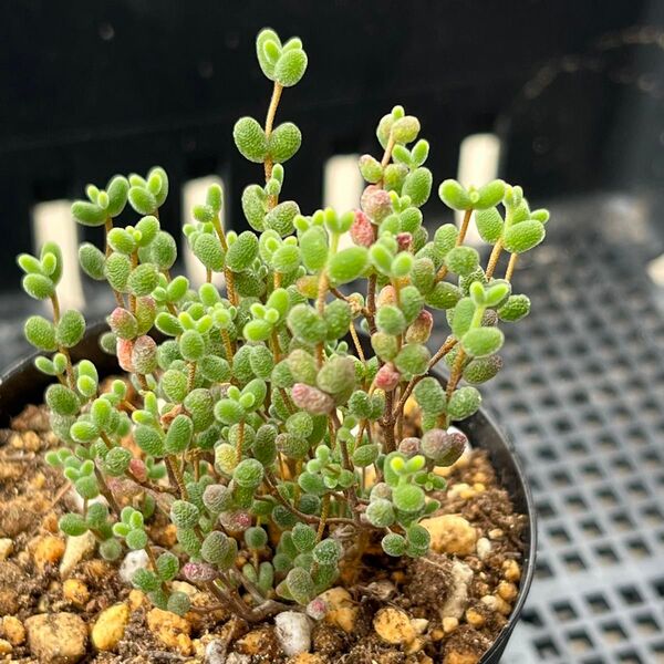 多肉植物 ドロサンテマム グロボーサム 抜き苗