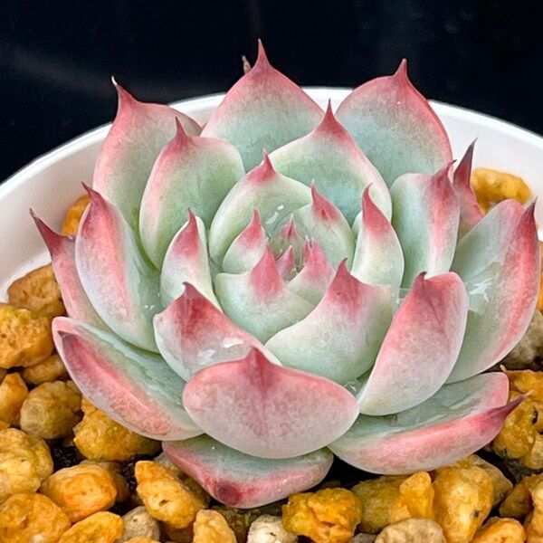 多肉植物 エケベリア 桃太郎 抜き苗