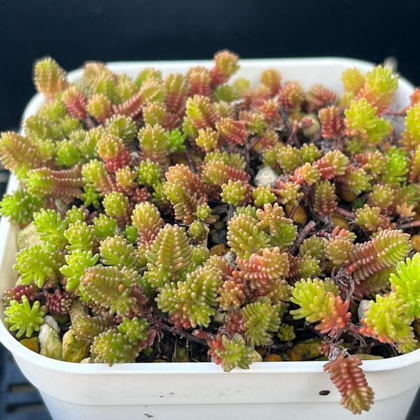 多肉植物 セダム サクサグラレモスグリーン 抜き苗
