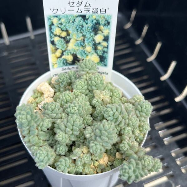 多肉植物 セダム クリーム玉蛋白 抜き苗