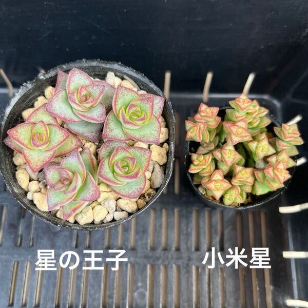 多肉植物 星系多肉 小米星 星の王子 カット苗 クラッスラ