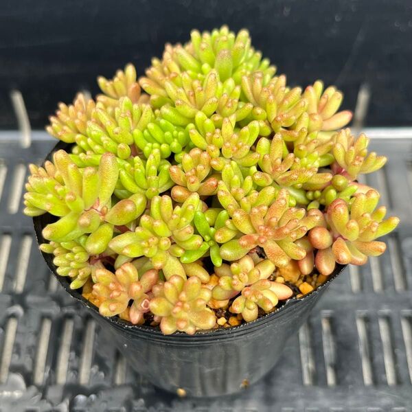 多肉植物 セダム ベッラデインベルノ 抜き苗