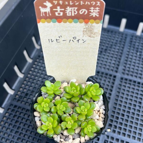 多肉植物 古都の葉さん苗 ルビーパイン カット苗 つぶつぶ多肉 札無し