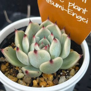 多肉植物 エケベリア ジャッカル 抜き苗 渥美園芸さん苗