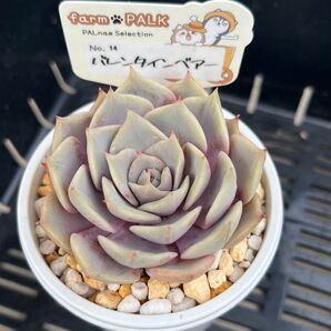 ファームパルクさん 命名株 No.14 バレンタインベアー 札付き 多肉植物 エケベリア