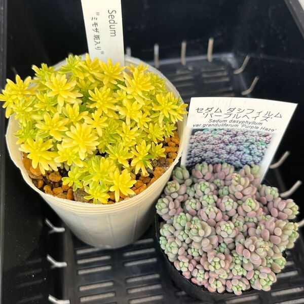 多肉植物 セダム 斑入りミモザ パープルヘイズ 抜き苗 札無し
