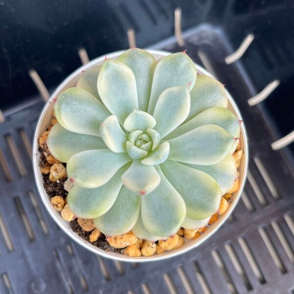 多肉植物 ブルーミニマ錦 抜き苗