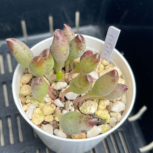 多肉植物 アドロミスクス属 インディアンクラブ 抜き苗