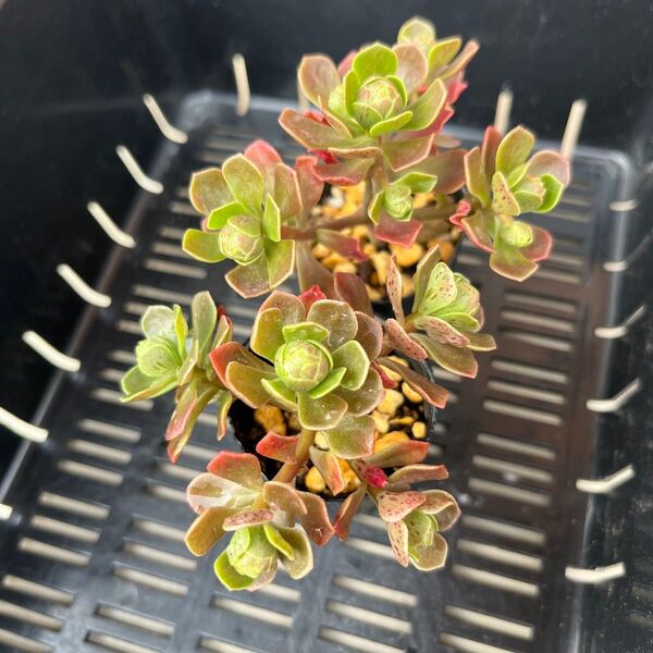 多肉植物 アエオニウム チョコチップ 抜き苗