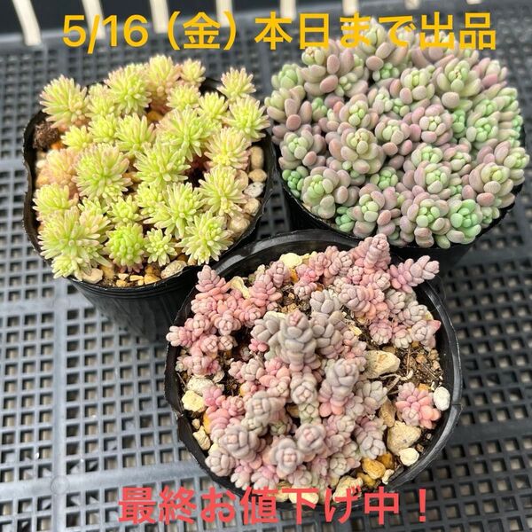 多肉植物 セダム パープルヘイズ ダシフィルム 斑入りパリダム(クリームソーダ)抜き苗