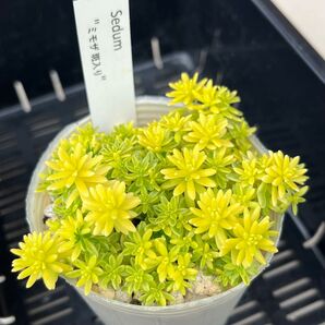 多肉植物 セダム 斑入りミモザ 抜き苗