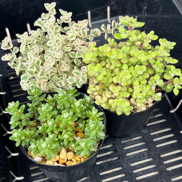 多肉植物 セダム 粉雪 クラッスラ リトルミッシー ブロウメアナ 抜き苗セット