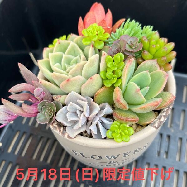 多肉植物 寄せ植えセット エケベリア セダムカット苗