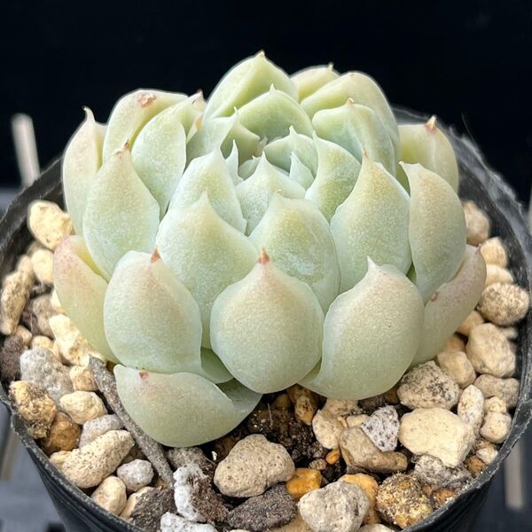 多肉植物 エケベリア ヒューミリス 抜き苗