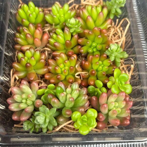 多肉植物 つぶつぶ多肉 セダム 虹の玉 オーロラ カット苗