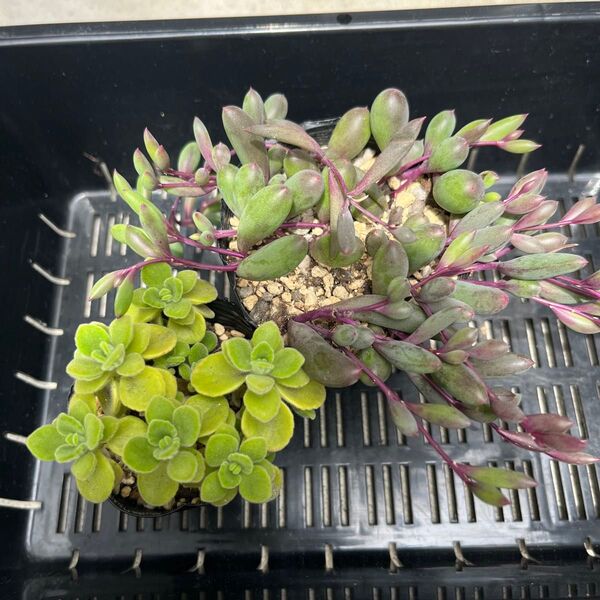 多肉植物 ルビーネックレス アロマティカス 抜き苗