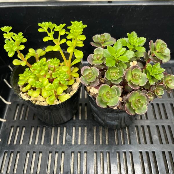 多肉植物 セダム3種 浜万年草 ドラゴンズブラッド タケシメンシス 抜き苗