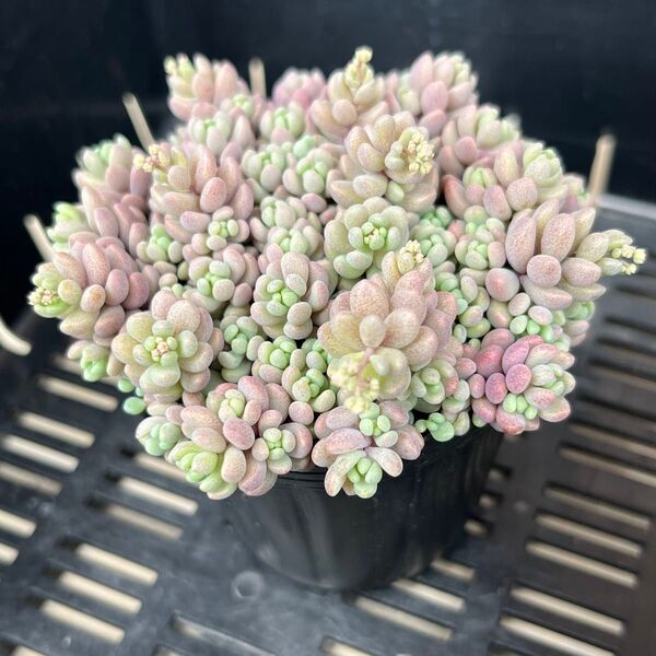 多肉植物 セダム パープルヘイズ 根っこ付き