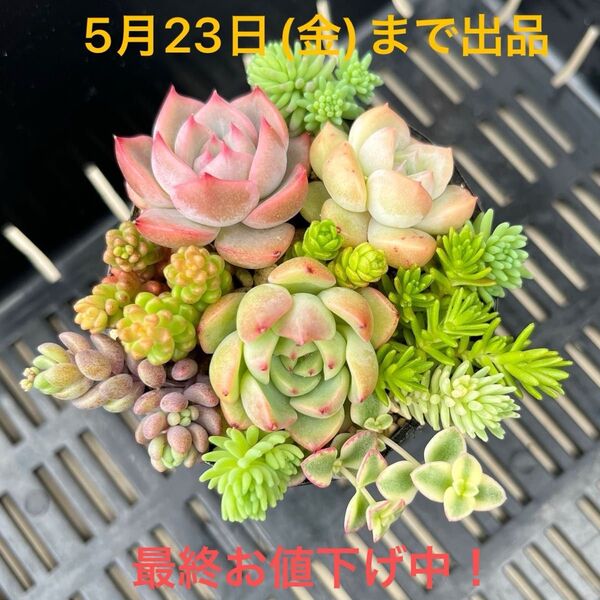 多肉植物 ちまちま寄せ植え エケベリア セダムカット苗